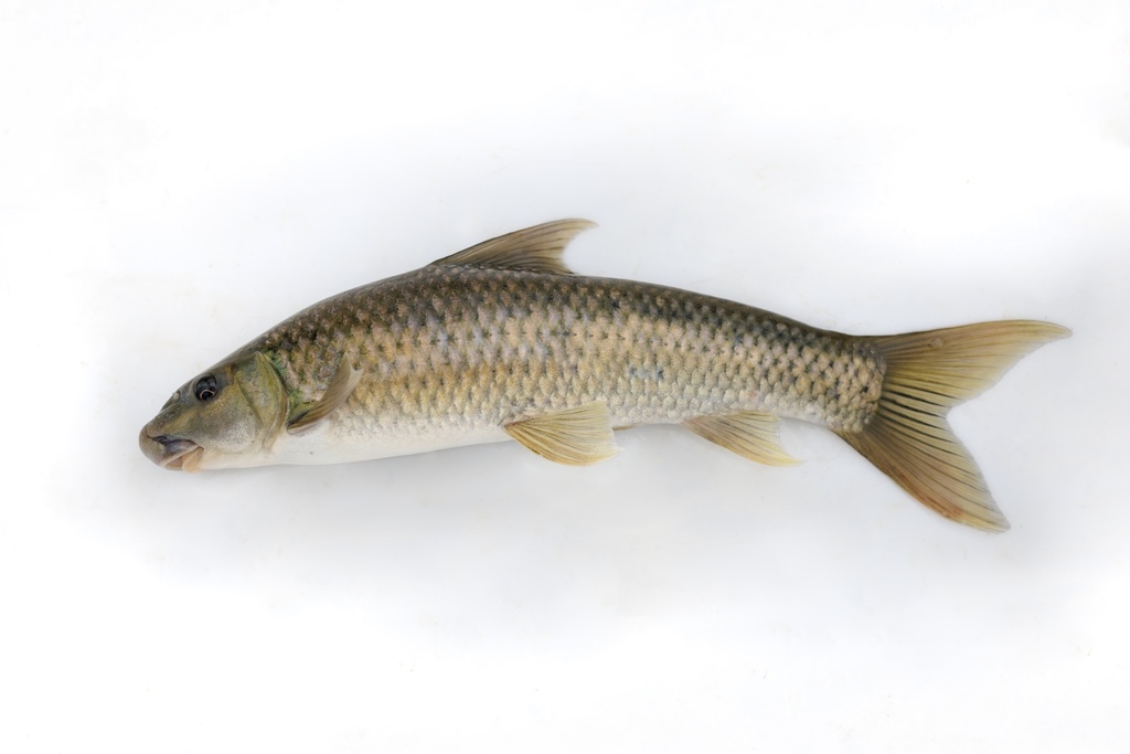 Leaden labeo (Labeo molybdinus) — Cyprinidae