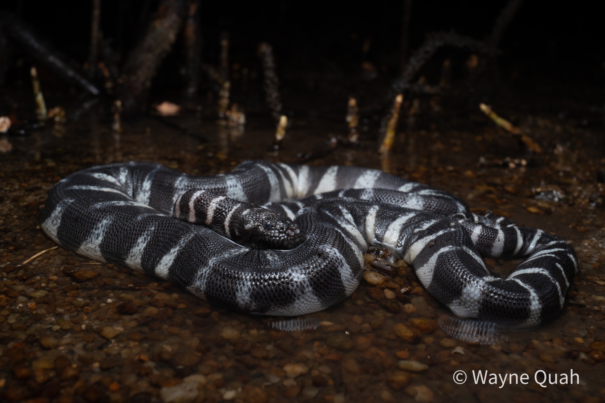 Acrochordus granulatus (Schneider, 1799)
