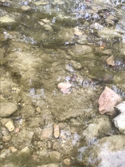 Triops longicaudatus