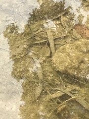 Triops longicaudatus