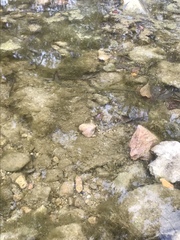 Triops longicaudatus