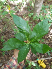 Cordia gerascanthus