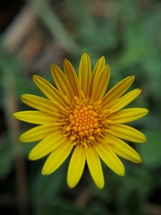 Asteraceae