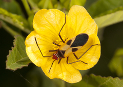 Dysdercus mimus