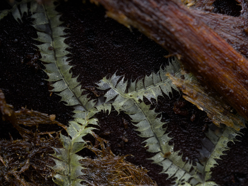 Lophocolea hawaica observed 2025-10-11