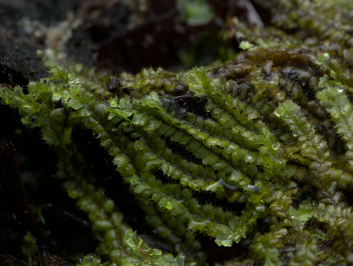 Leptoscyphus observed 2025-10-11