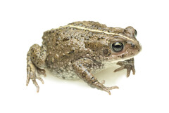 Amatola Toad photo 2