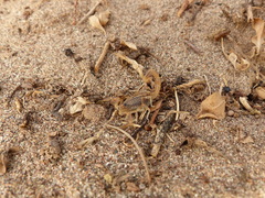 Buthus atlantis