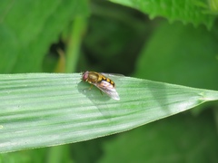 Syrphus octomaculatus