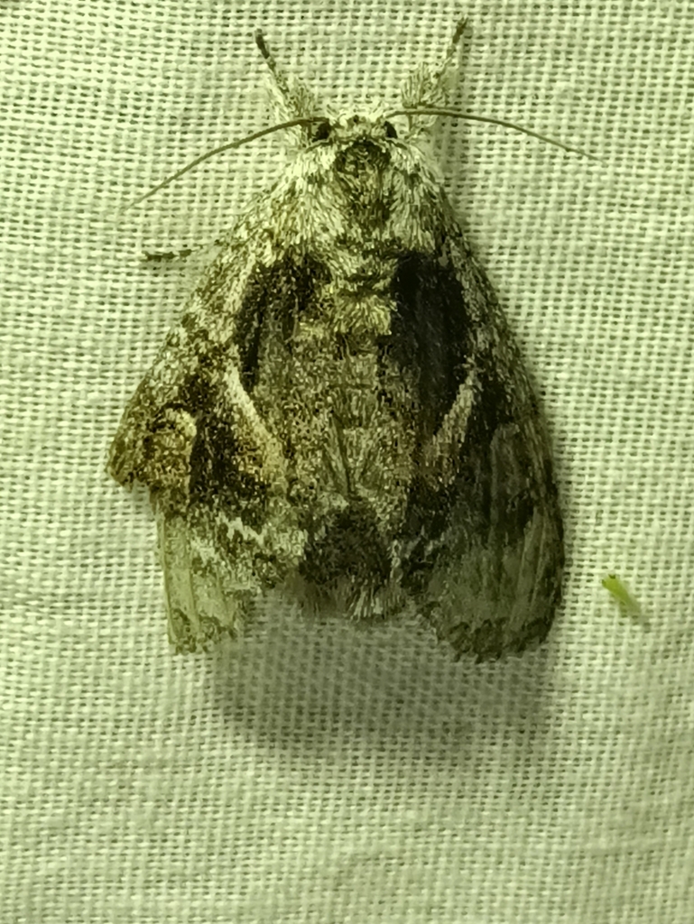 Farigia vecina