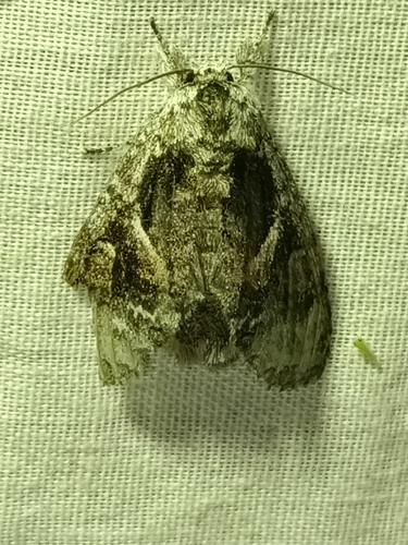Farigia vecina