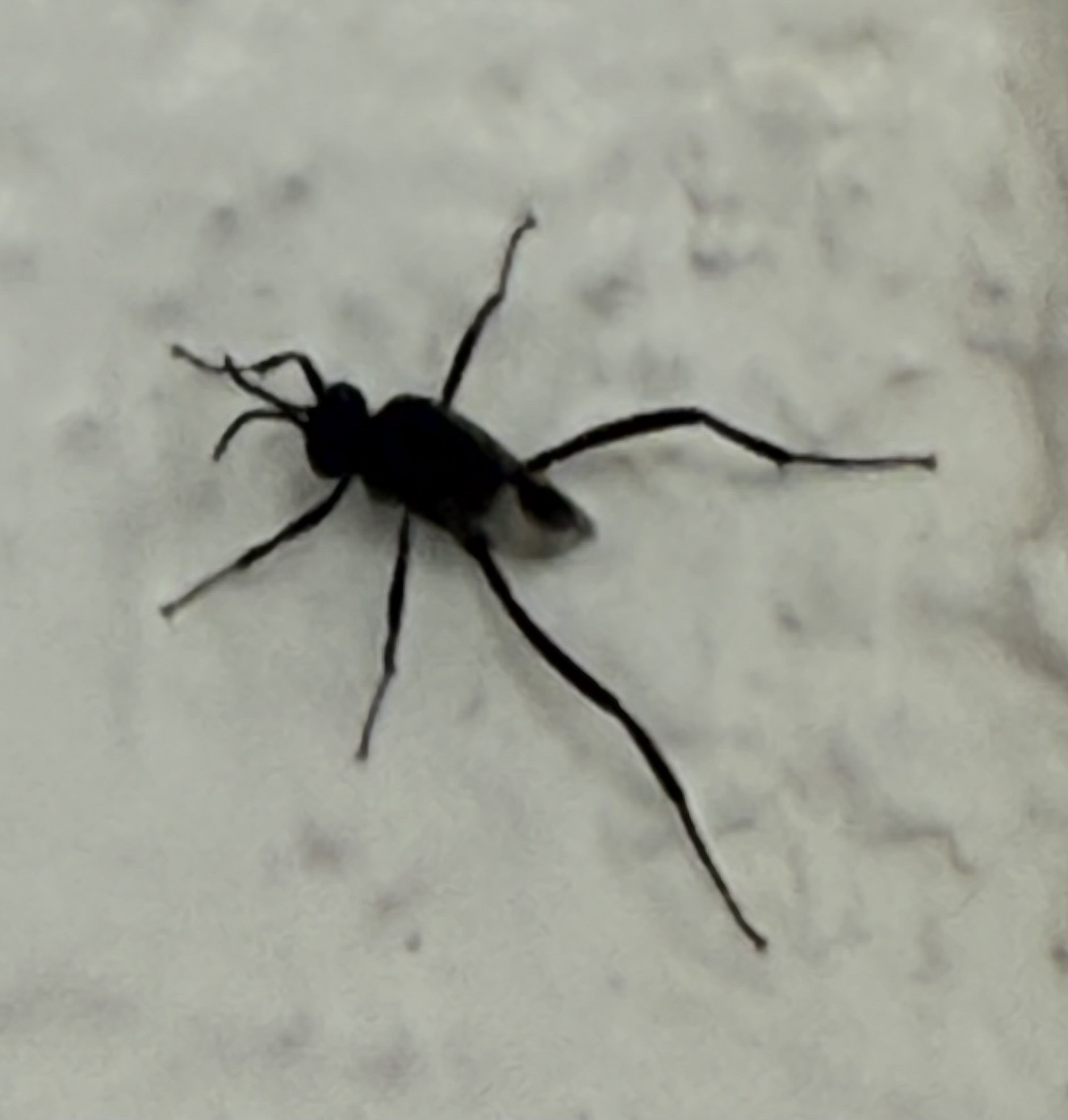 Avispa Parasita de Cucarachas