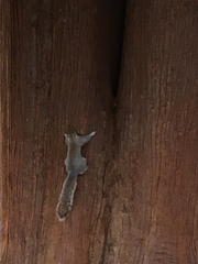 Sciurus carolinensis