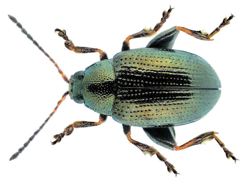 Mangold Flea Beetle