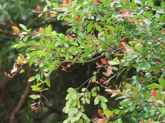 Hymenocardia ulmoides