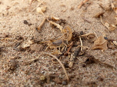 Buthus atlantis