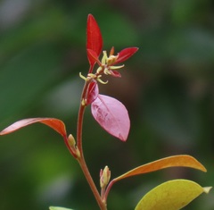 Hymenocardia ulmoides