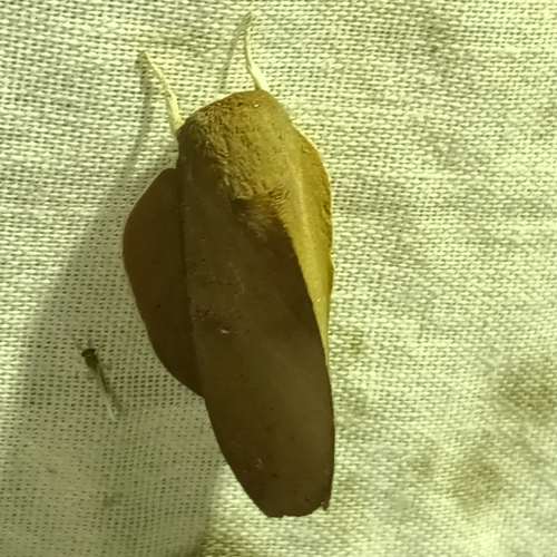 Psilopygoides oda