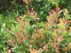 Hymenocardia ulmoides