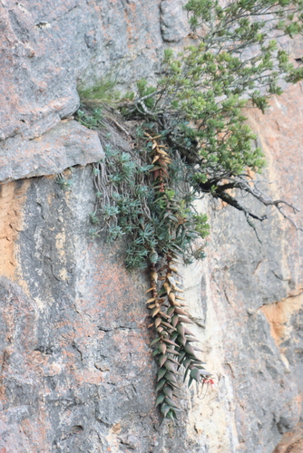 Curio repens, photograph 6