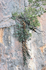 Curio repens, photograph (c) Tony Rebelo, some rights reserved (CC BY-SA)