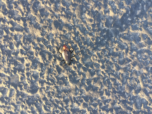 Eleodes longicollis photo 4