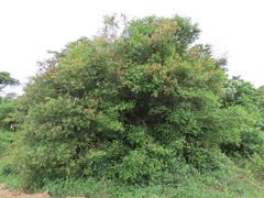 Hymenocardia ulmoides