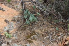 Curio repens, photograph (c) Tony Rebelo, some rights reserved (CC BY-SA)