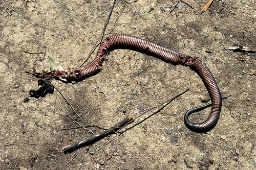 Red-bellied Black Snake sighting