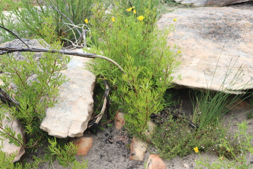 Cedarberg Currantrhus (Searsia rimosa)