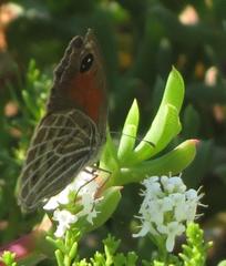 Pseudonympha trimenii namaquana