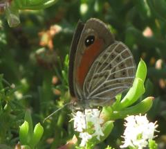 Pseudonympha trimenii namaquana