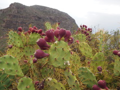Opuntia stricta