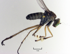 Helichochaetus discifer