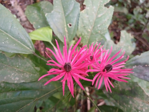 Brazilian Candles (Pavonia multiflora)
