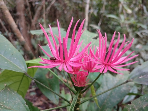 Pavonia multiflora, photograph 1