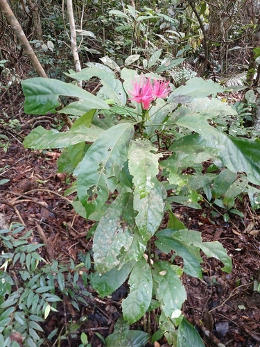 Pavonia multiflora, photograph 2