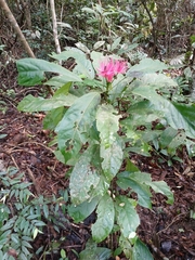 Pavonia multiflora, photograph (c) Francisco V. Bezerra Neto, some rights reserved (CC BY-SA)
