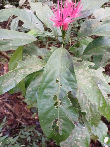 Pavonia multiflora, photograph 3