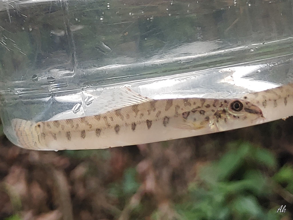 Hillstream Zipper Loach