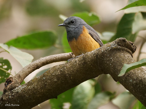 Little Rock-Thrush
