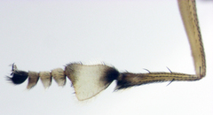 Helichochaetus discifer