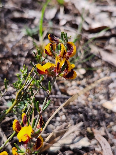 Aotus subglauca observed 2025-10-11