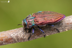 Chrysobothris bothrideres
