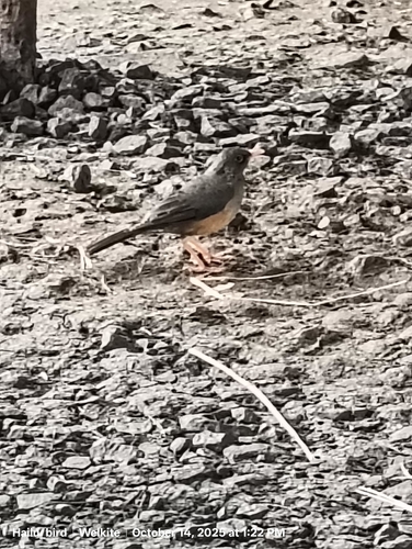 Abyssinian Thrush