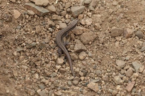 Atlas Dwarf Lizard