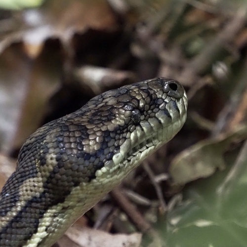 Coastal Carpet Python sighting
