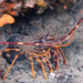 European Spiny Lobster - Photo (c) Bernat Garrigós, some rights reserved (CC BY-NC), uploaded by Bernat Garrigós