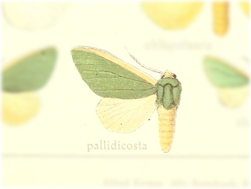 Moresa pallidicosta