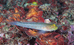 Gobius xanthocephalus